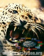  Panthera pardus, -