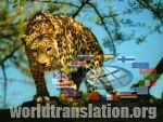  Panthera pardus