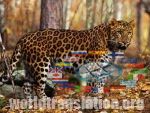  Panthera pardus,  