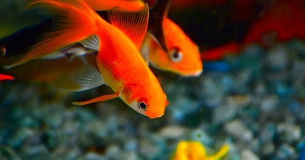 ���� ���� �������