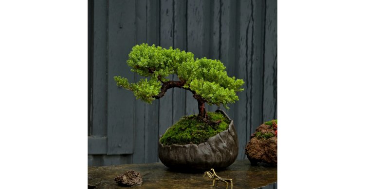 �������� ������