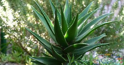 Aloe