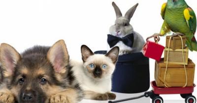 ������������ ��������-�����������