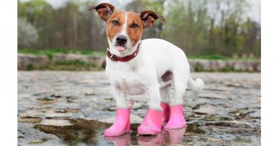 ������ ��� �����