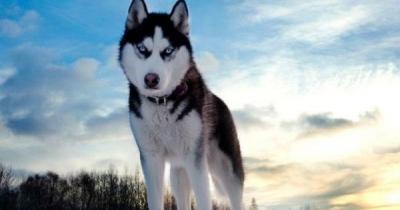 Dogs: Husky.