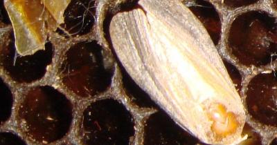 ������� - �������� ����