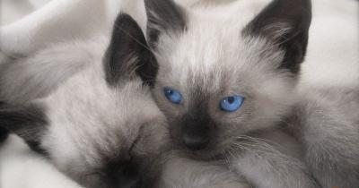 �������� �����: ������������� ������.