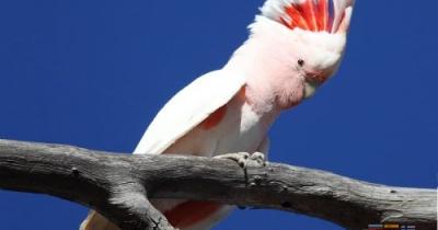 Parrots: Inca Cockatoo