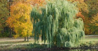 �������: ������������� ���