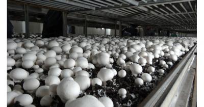 ������� �����