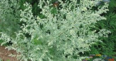 ��������: ������ � �� ����