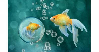 сонник риба