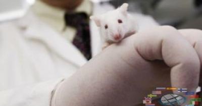 Биологи активировали гены старости