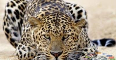  (Panthera pardus) -  