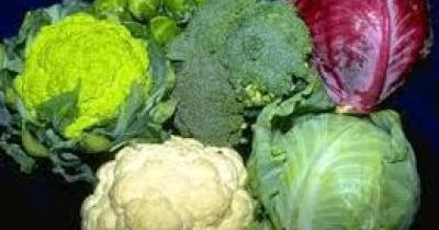 Капуста - основная овощная культура Украины