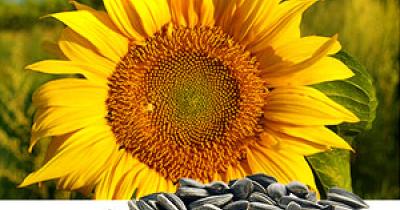 ������ ���������� ����������