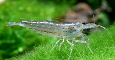 ������������ �������� - �������� ���������