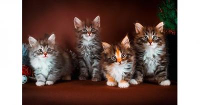 сибирский котенок