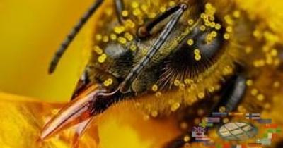 Bees: Nosema ceranae